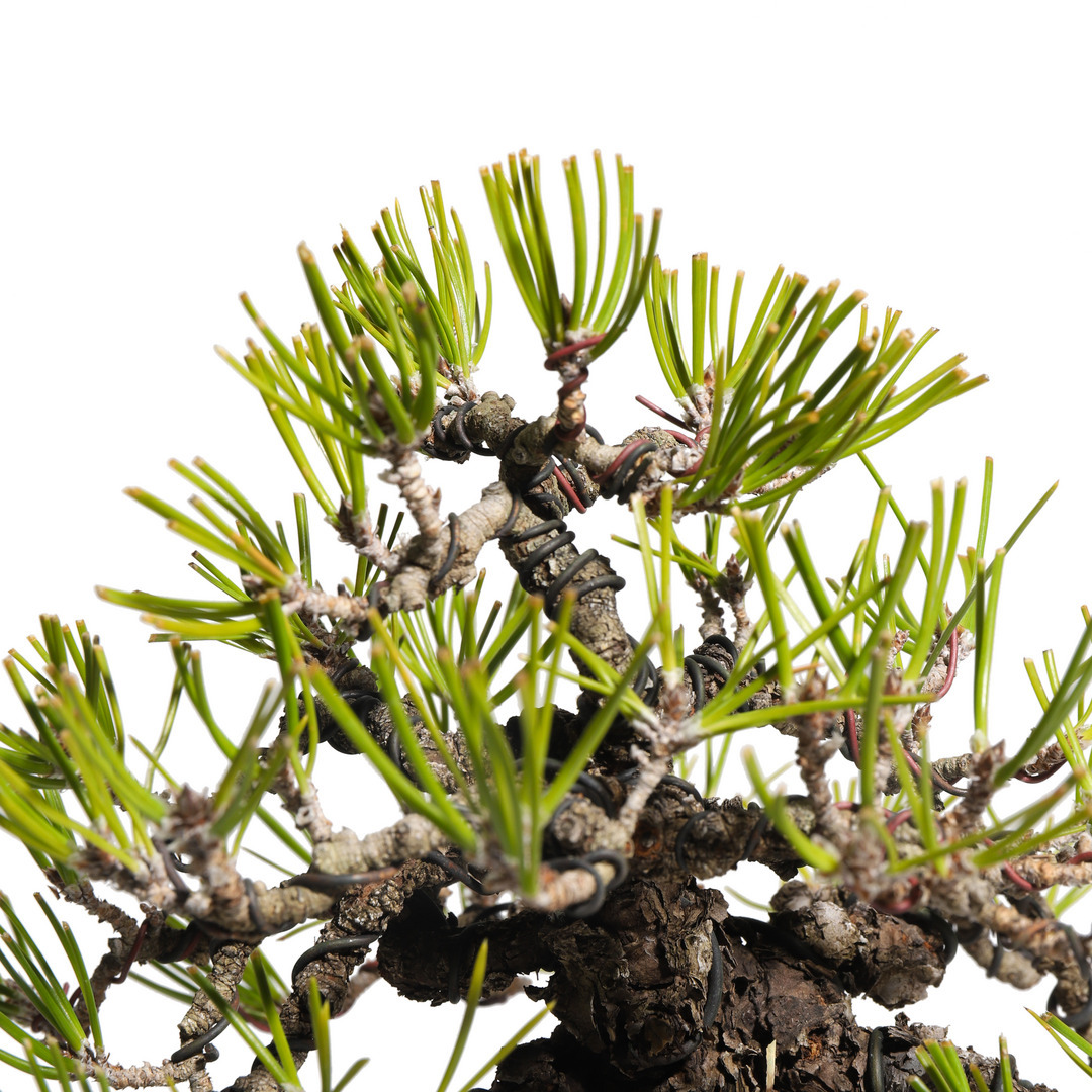 黒松 -Japanese black pine- （推定樹齢40年）-M0007-｜TRADMAN'S